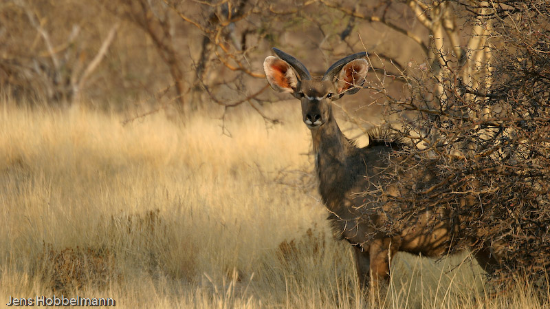 Kudu (Ameib Ranch)