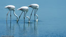 Flamingos nahe Walvis Bay